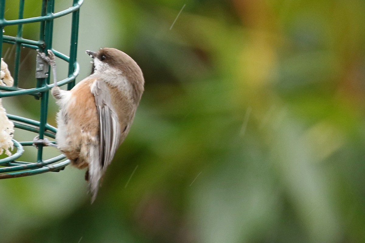 Boreal Chickadee - ML286354501