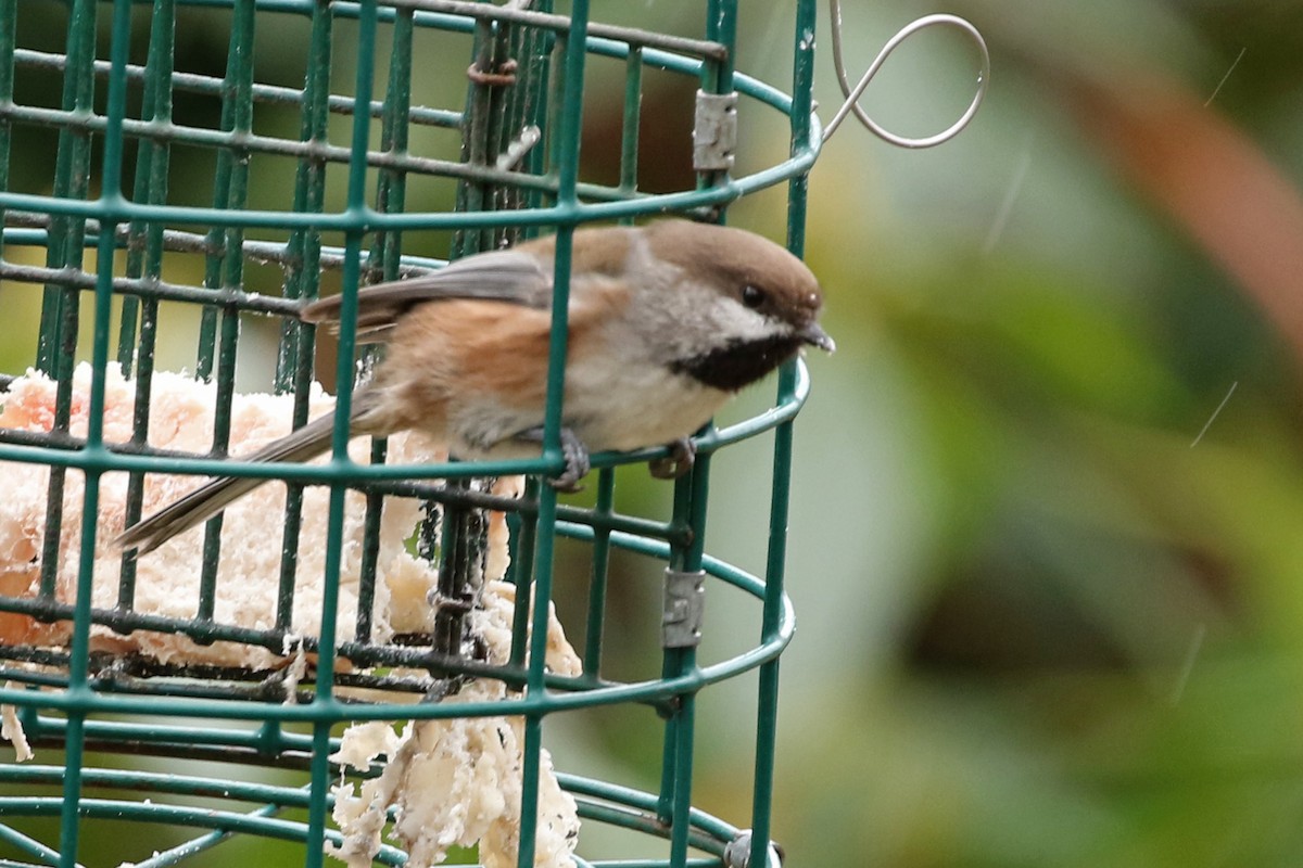 Boreal Chickadee - ML286354521