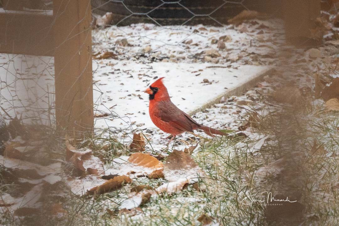 Northern Cardinal - Sheri Minardi