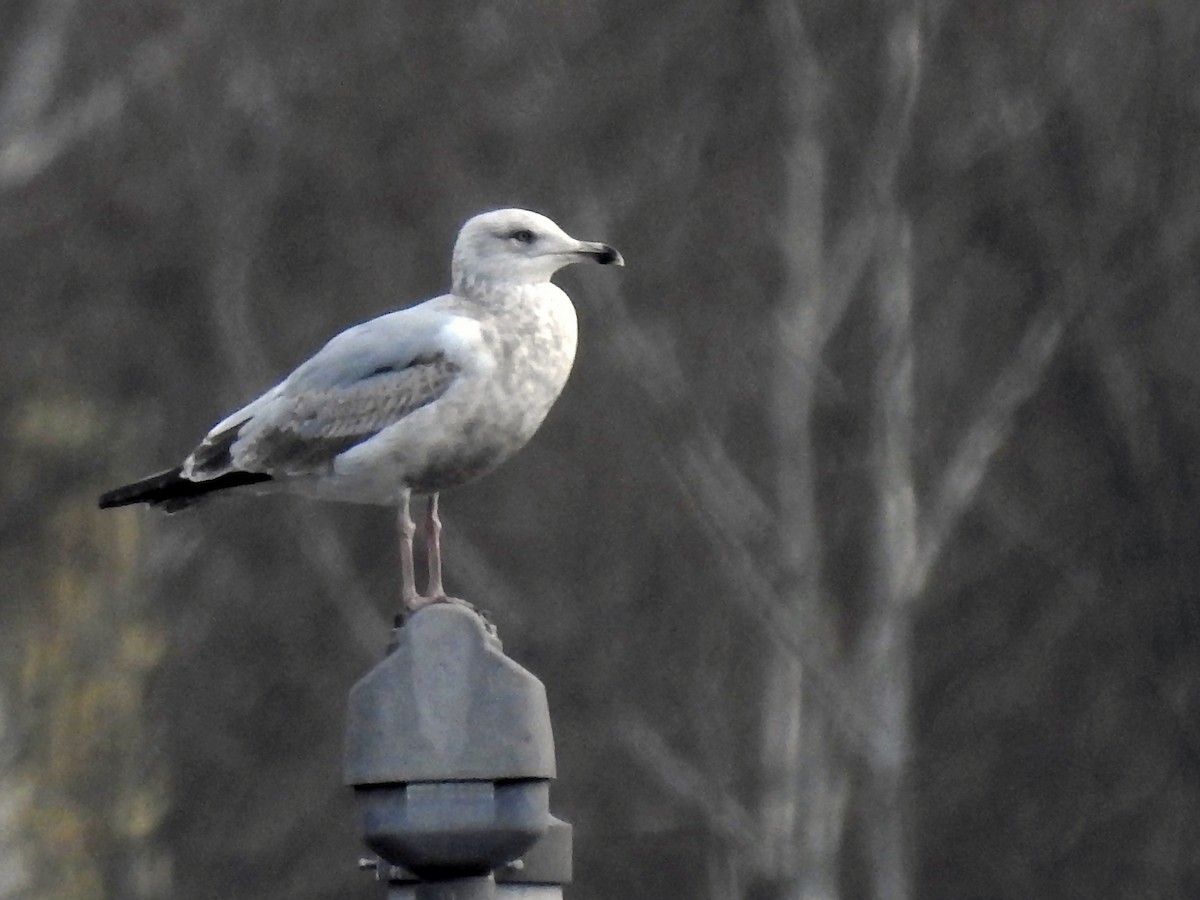 Herring Gull - ML286356241