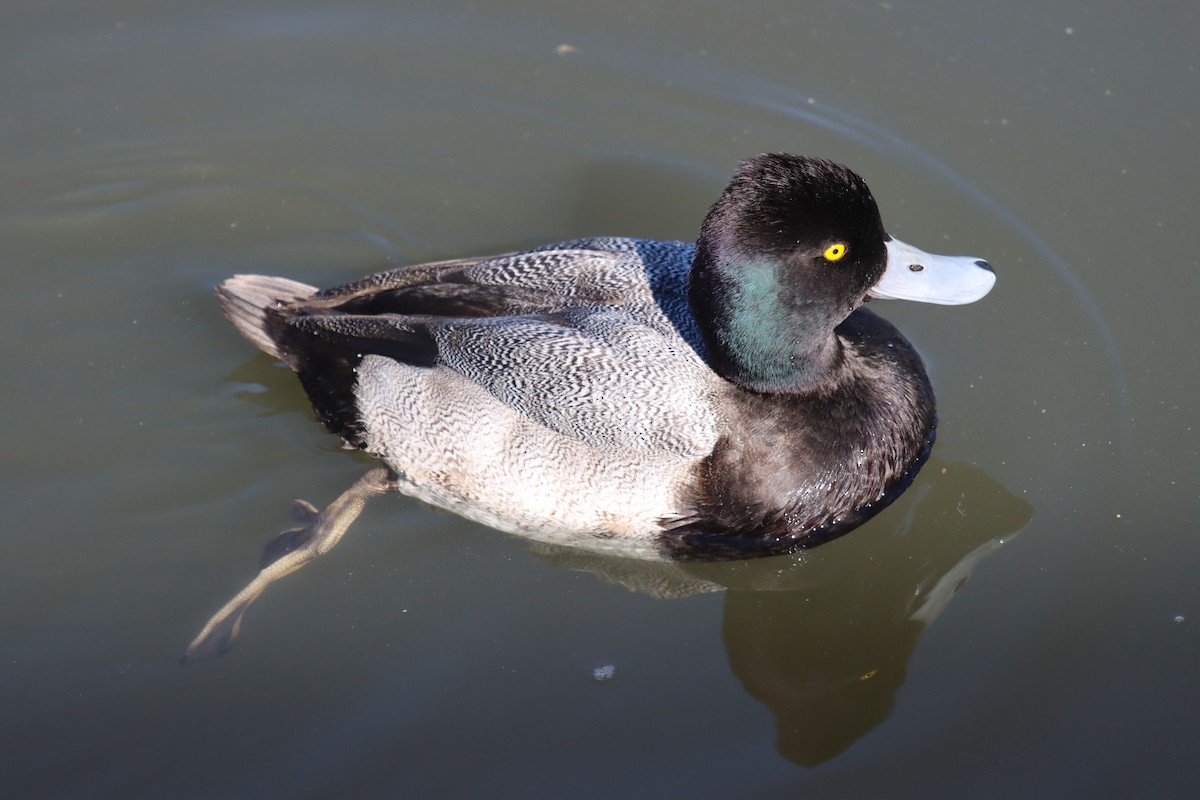 Lesser Scaup - Greg Cook