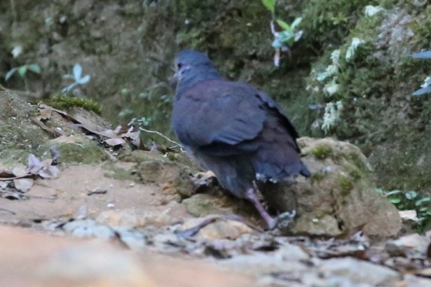 Buff-fronted Quail-Dove - ML286357021