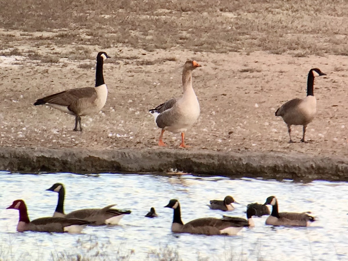 Graylag Goose (Domestic type) - ML286357291