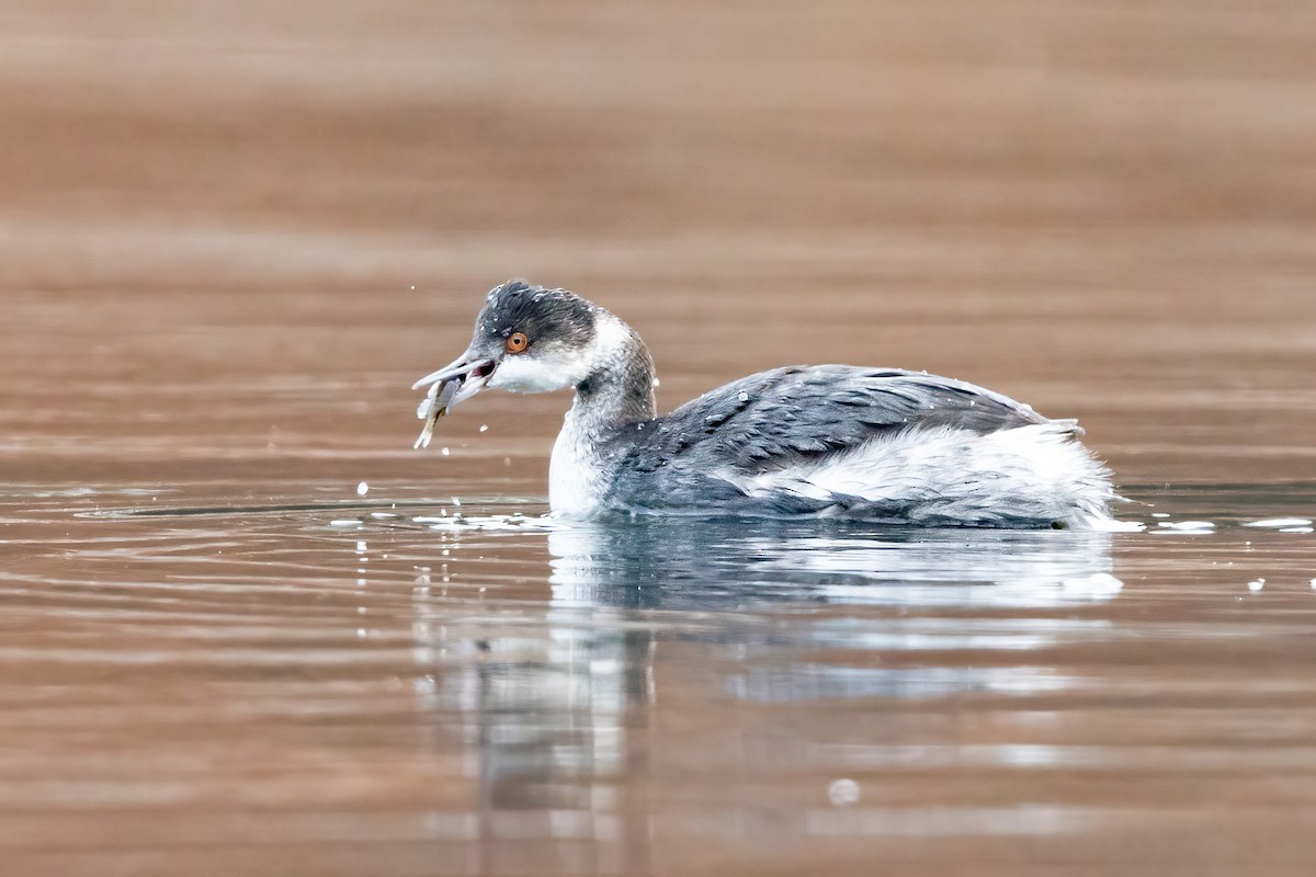 Eared Grebe - Sam Zhang