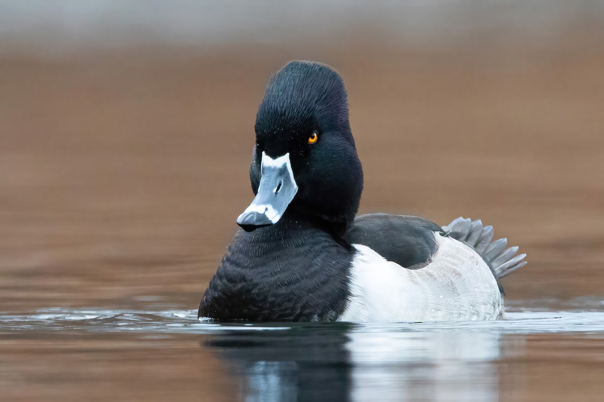 Ring-necked Duck - ML286358741