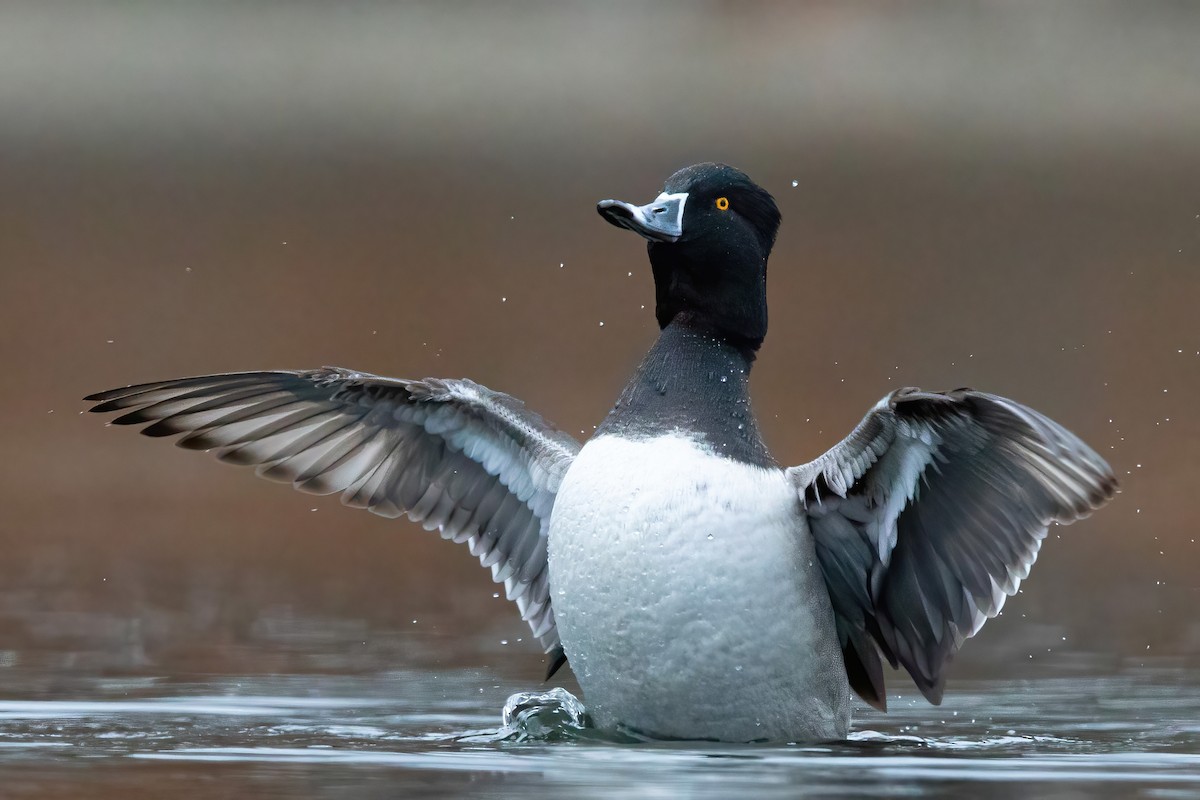 Ring-necked Duck - ML286358771