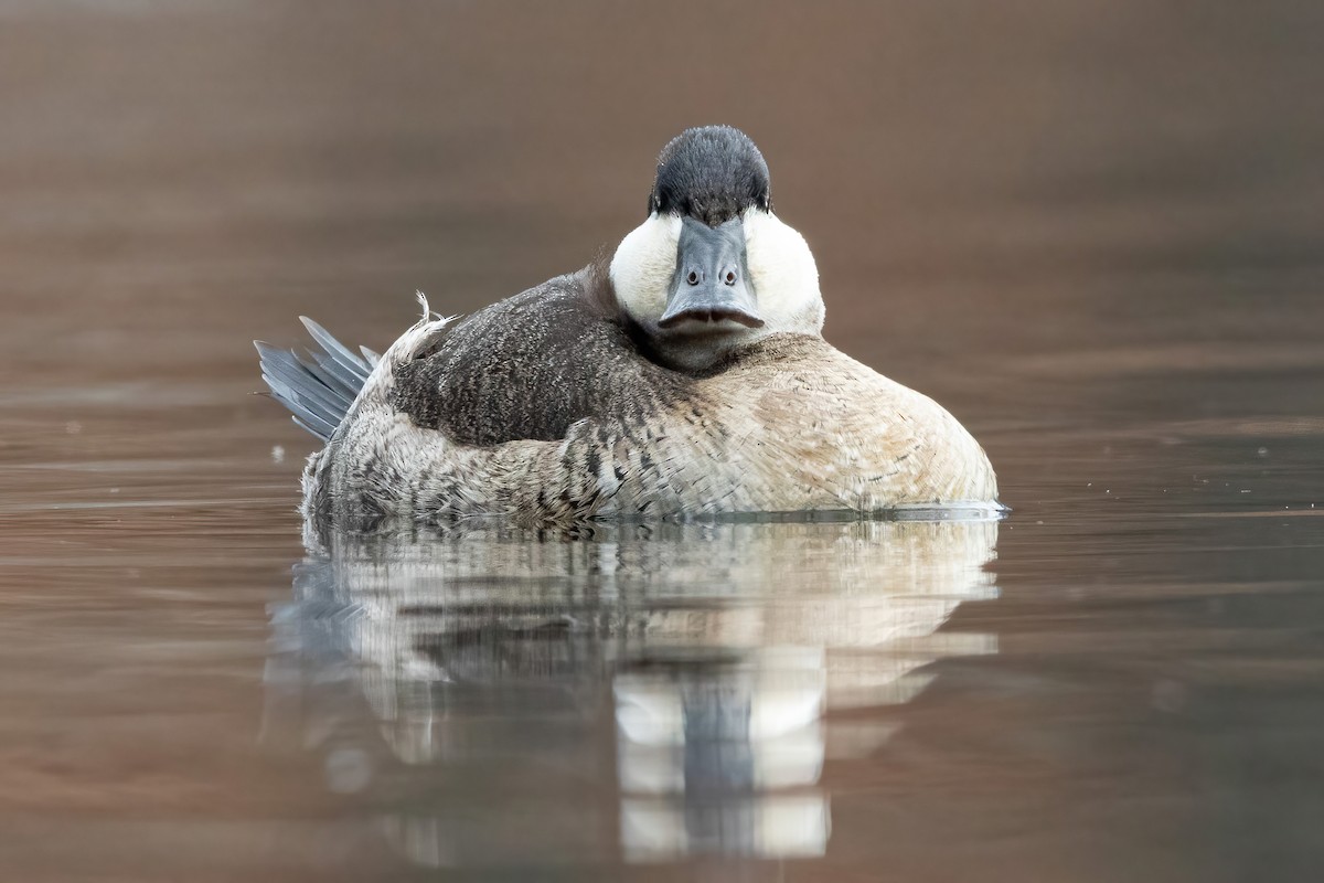 Ruddy Duck - ML286358931