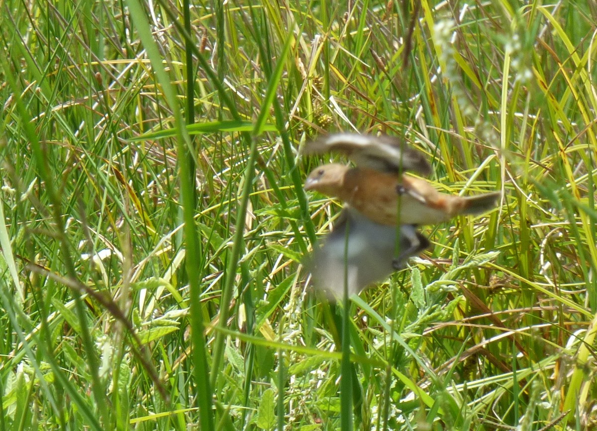 Tawny-bellied Seedeater - Pablo Hernan Capovilla