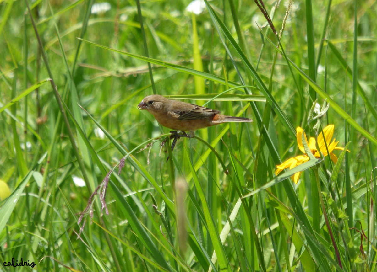 Tawny-bellied Seedeater - Pablo Hernan Capovilla