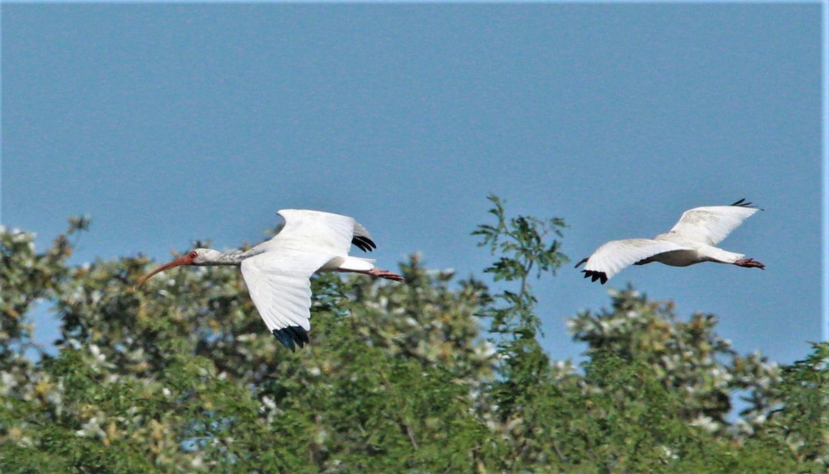 ibis bílý - ML286362131