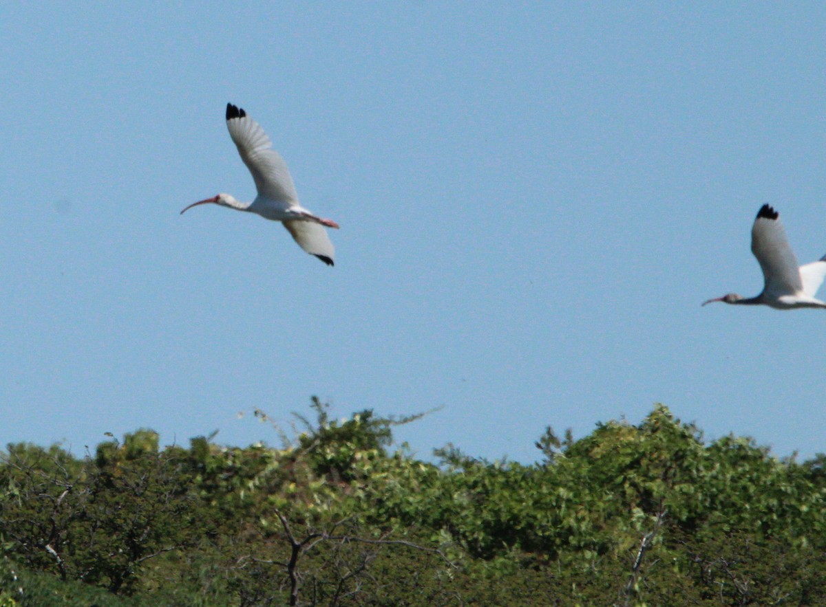 White Ibis - Jeffrey McCrary