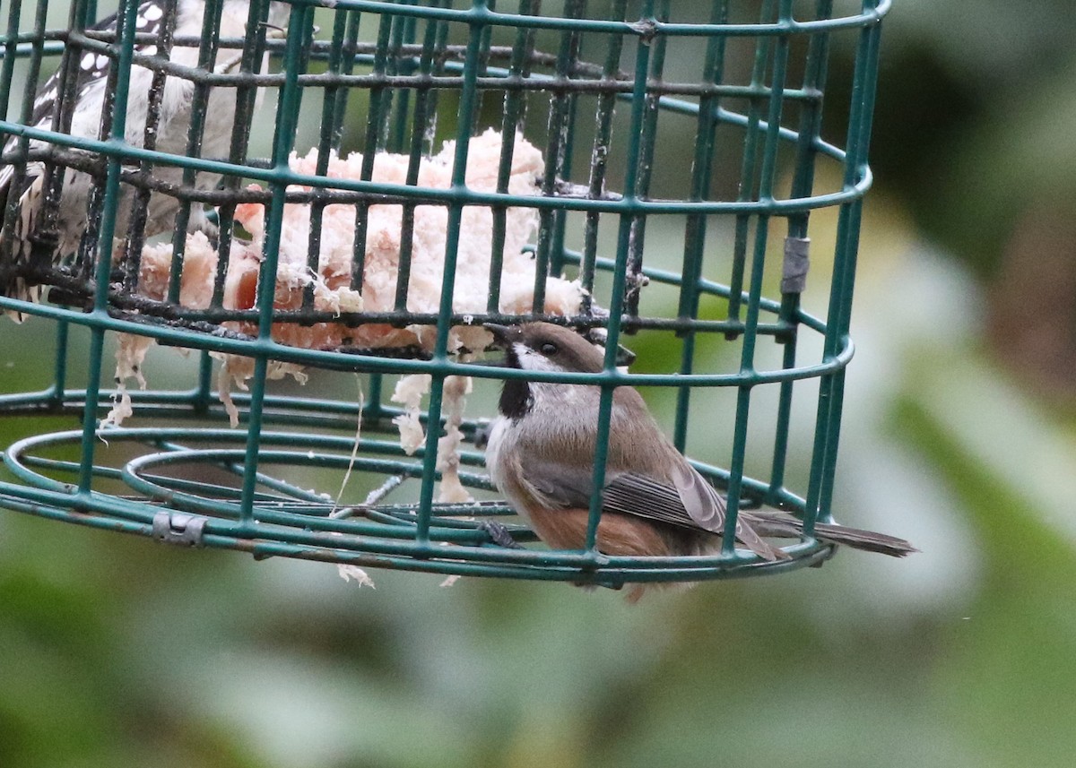 Boreal Chickadee - ML286363801