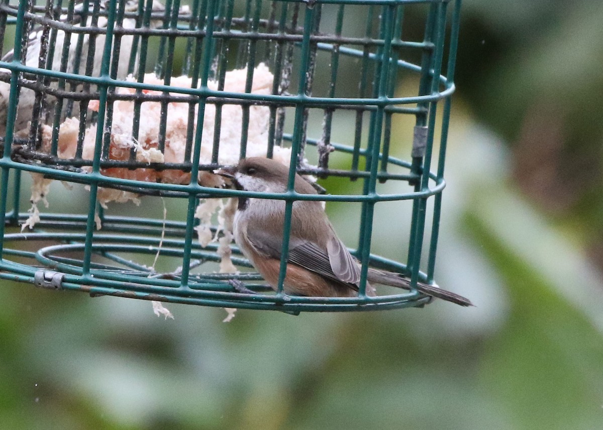 Boreal Chickadee - ML286363821