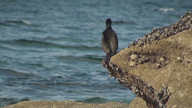 Cormorán Moñudo - ML286365491