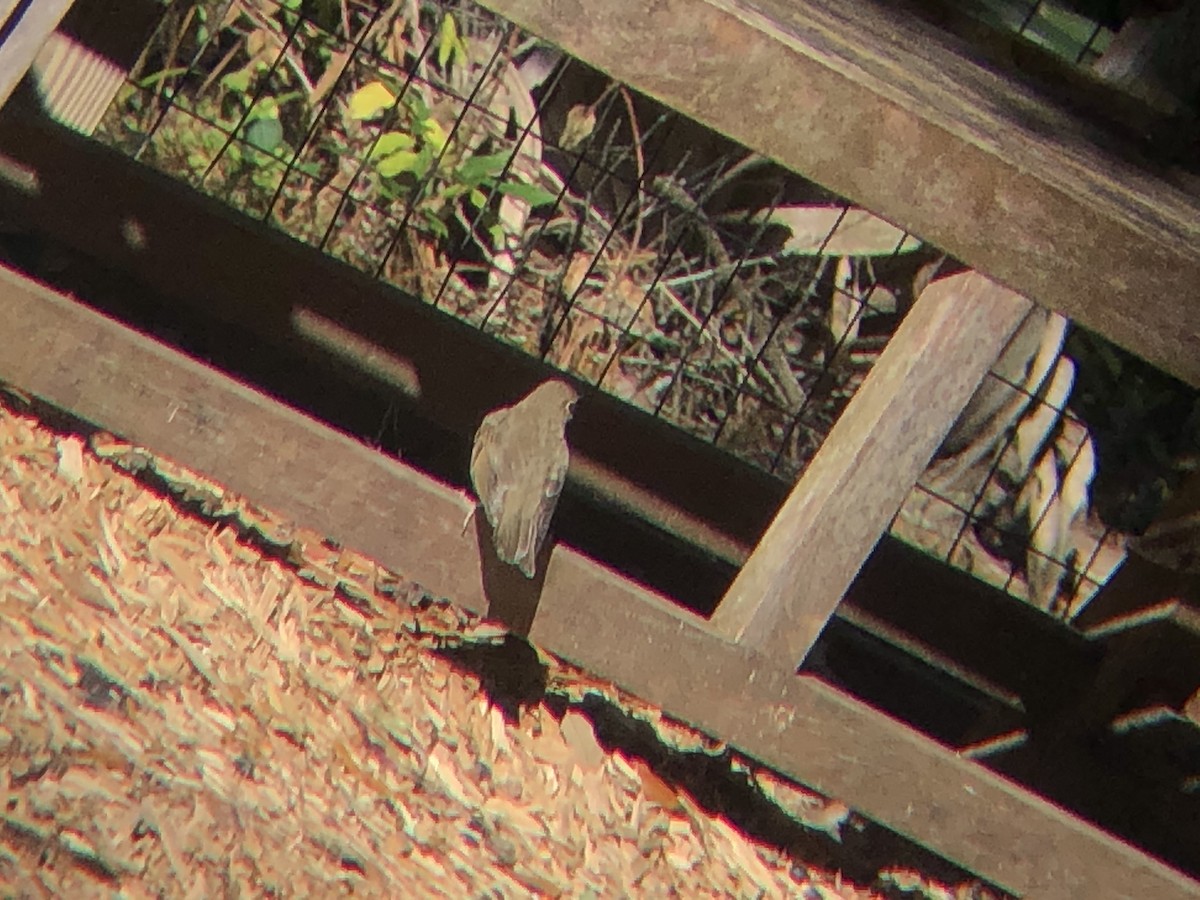 Swainson's Thrush - ML286365781