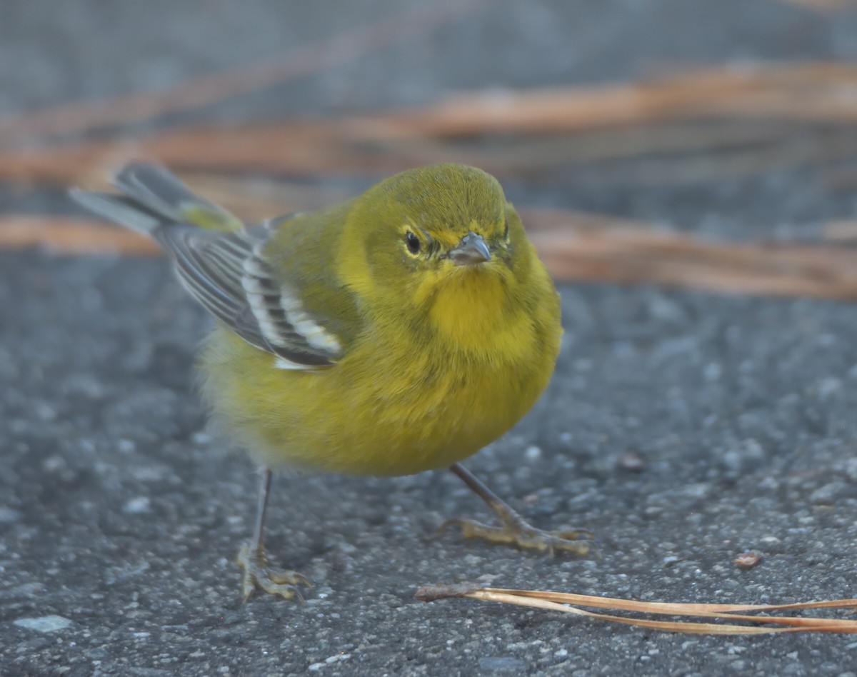 Pine Warbler - Richard Snow