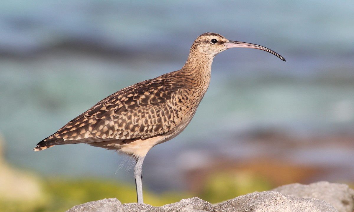 Bristle-thighed Curlew - Cameron Rutt