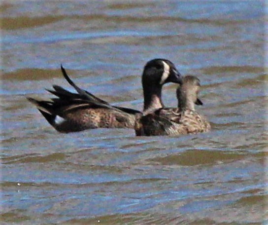 Blue-winged Teal - ML286367231