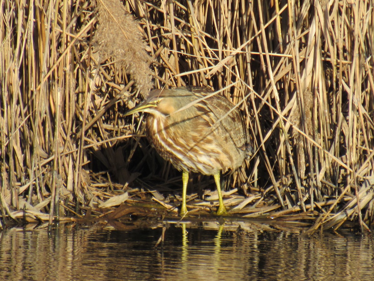 American Bittern - ML286367561
