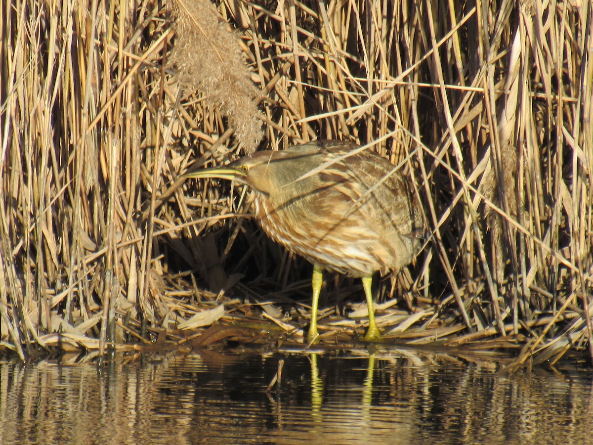 American Bittern - ML286367591