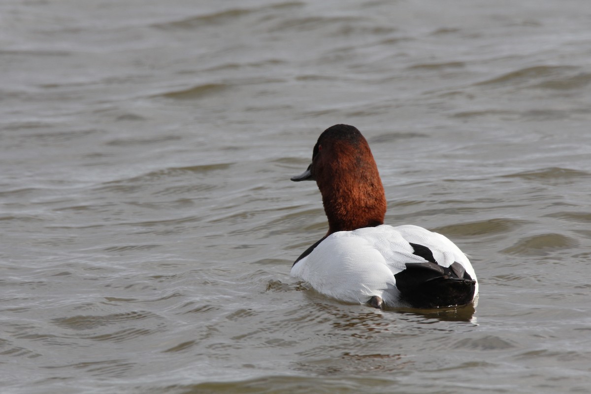 Canvasback - Ed Vigezzi