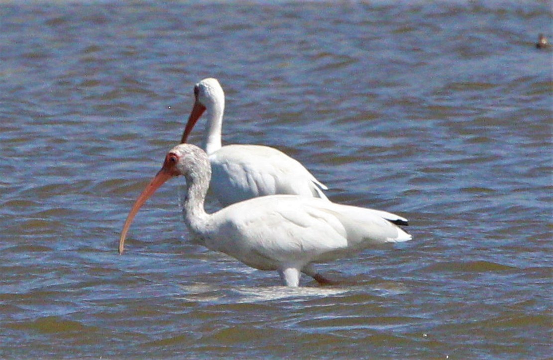 ibis bílý - ML286368441