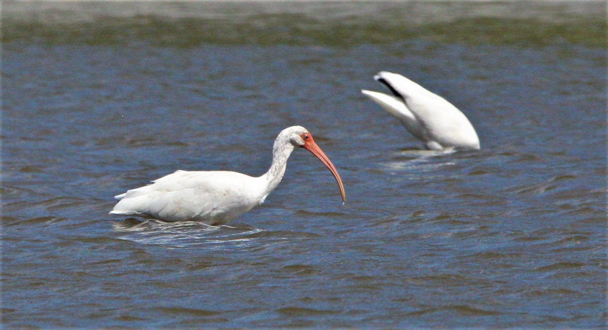 ibis bílý - ML286368511