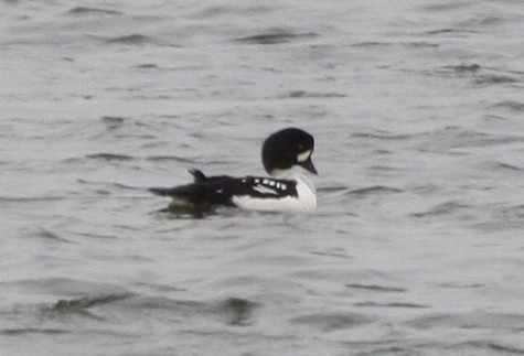 Barrow's Goldeneye - ML286369091