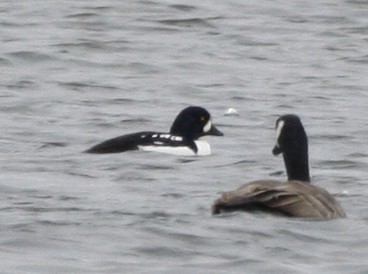 Barrow's Goldeneye - ML286369101