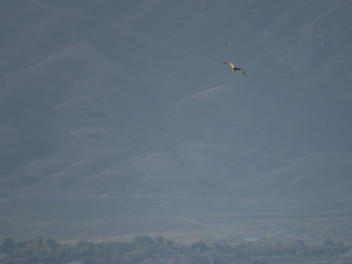 Black Tern - Suzi Holt