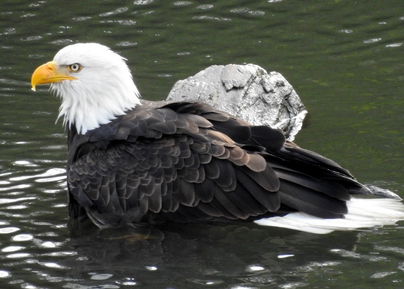 Bald Eagle - ML286371721