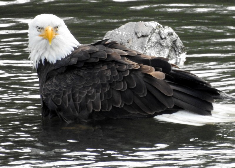 Bald Eagle - ML286371731