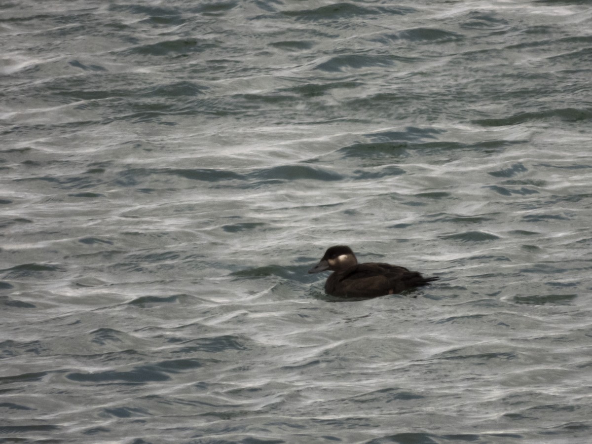 Surf Scoter - ML286373511