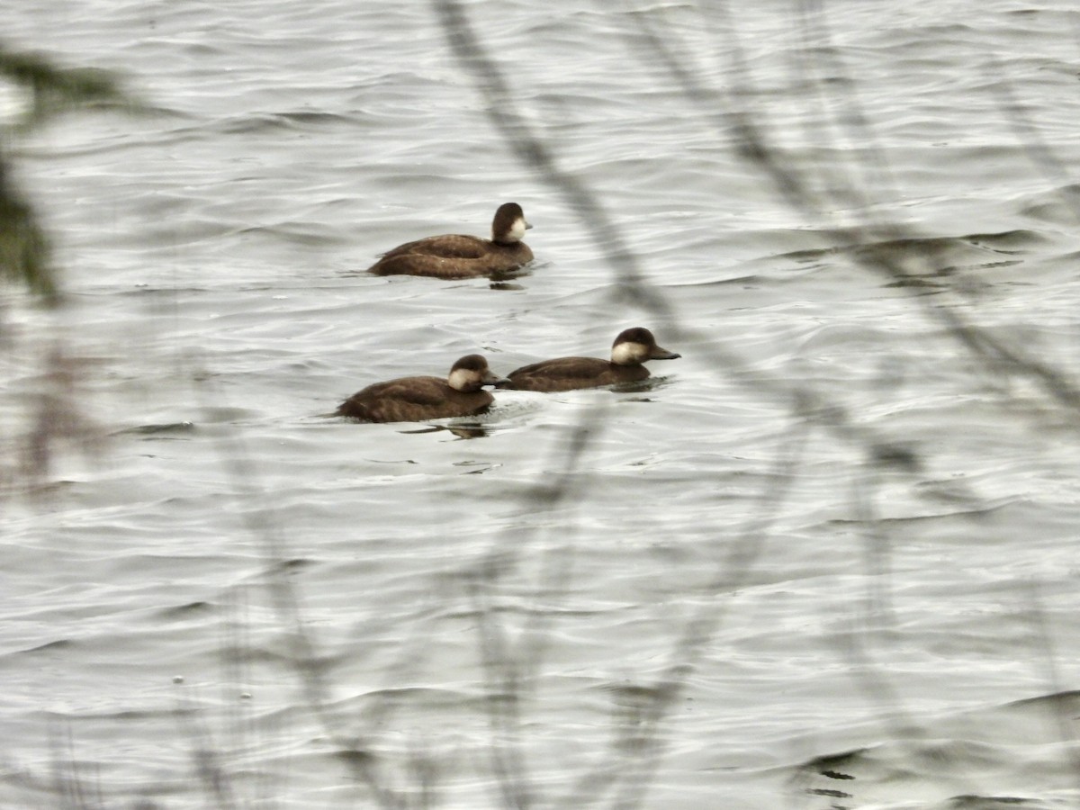 Black Scoter - ML286375071