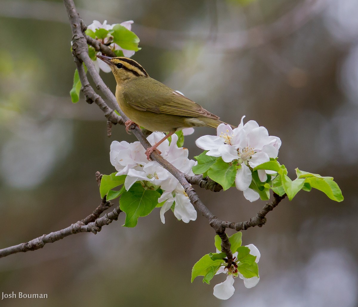 Paruline vermivore - ML28637511