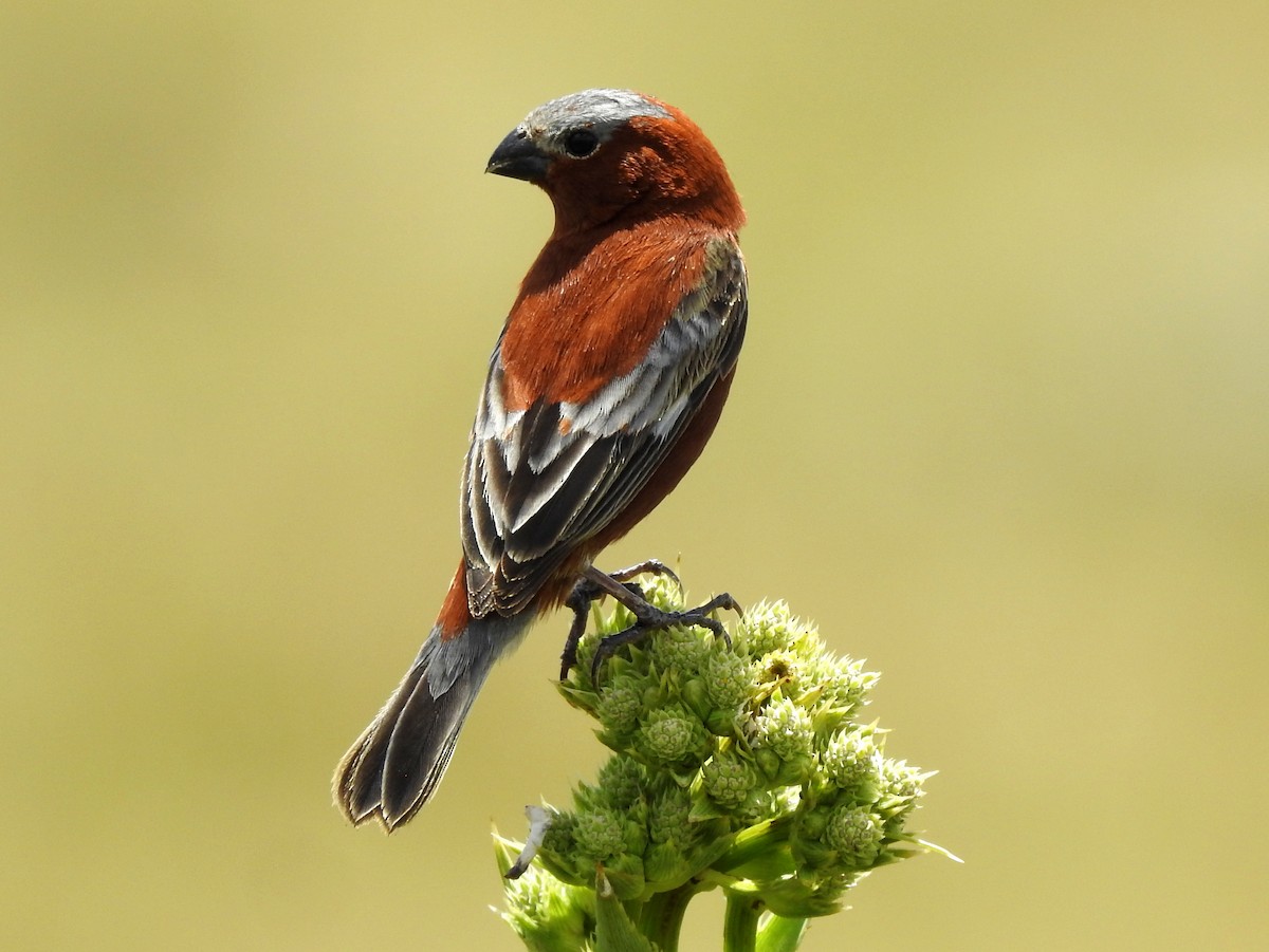 Chestnut Seedeater - Carlos Crocce