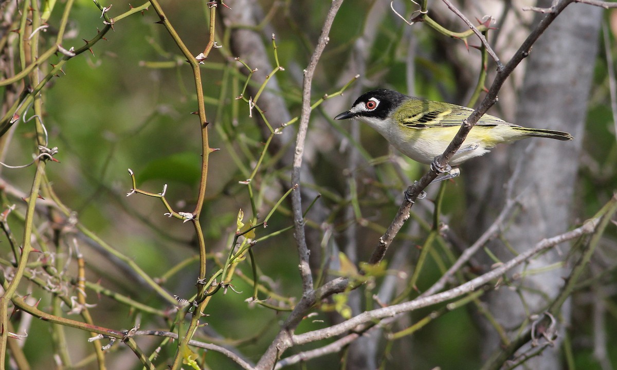 Black-capped Vireo - Cameron Rutt