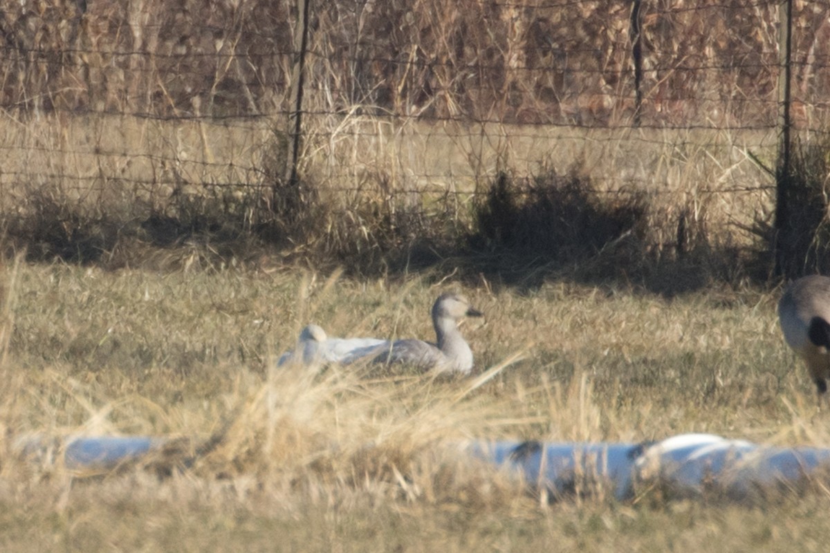 Snow Goose - ML286376341