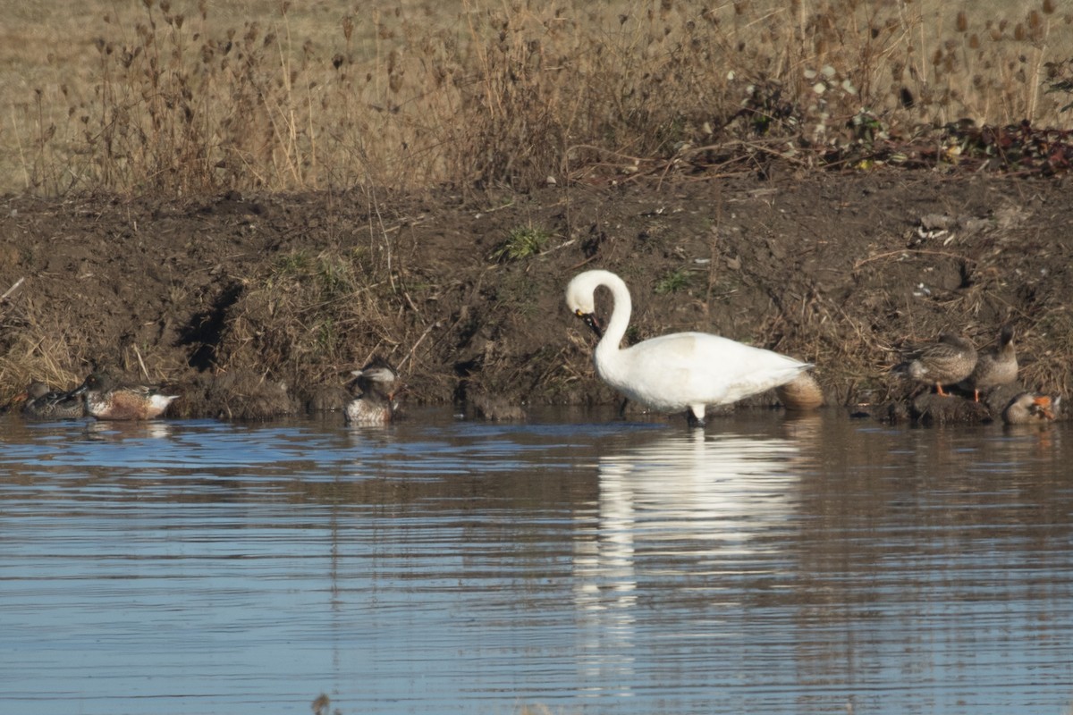 Tundra Swan - ML286376411