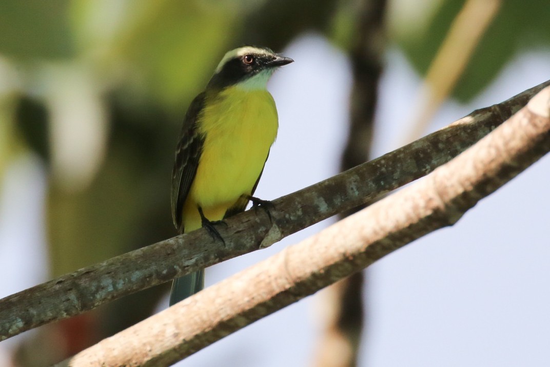 Great Kiskadee - ML286378441