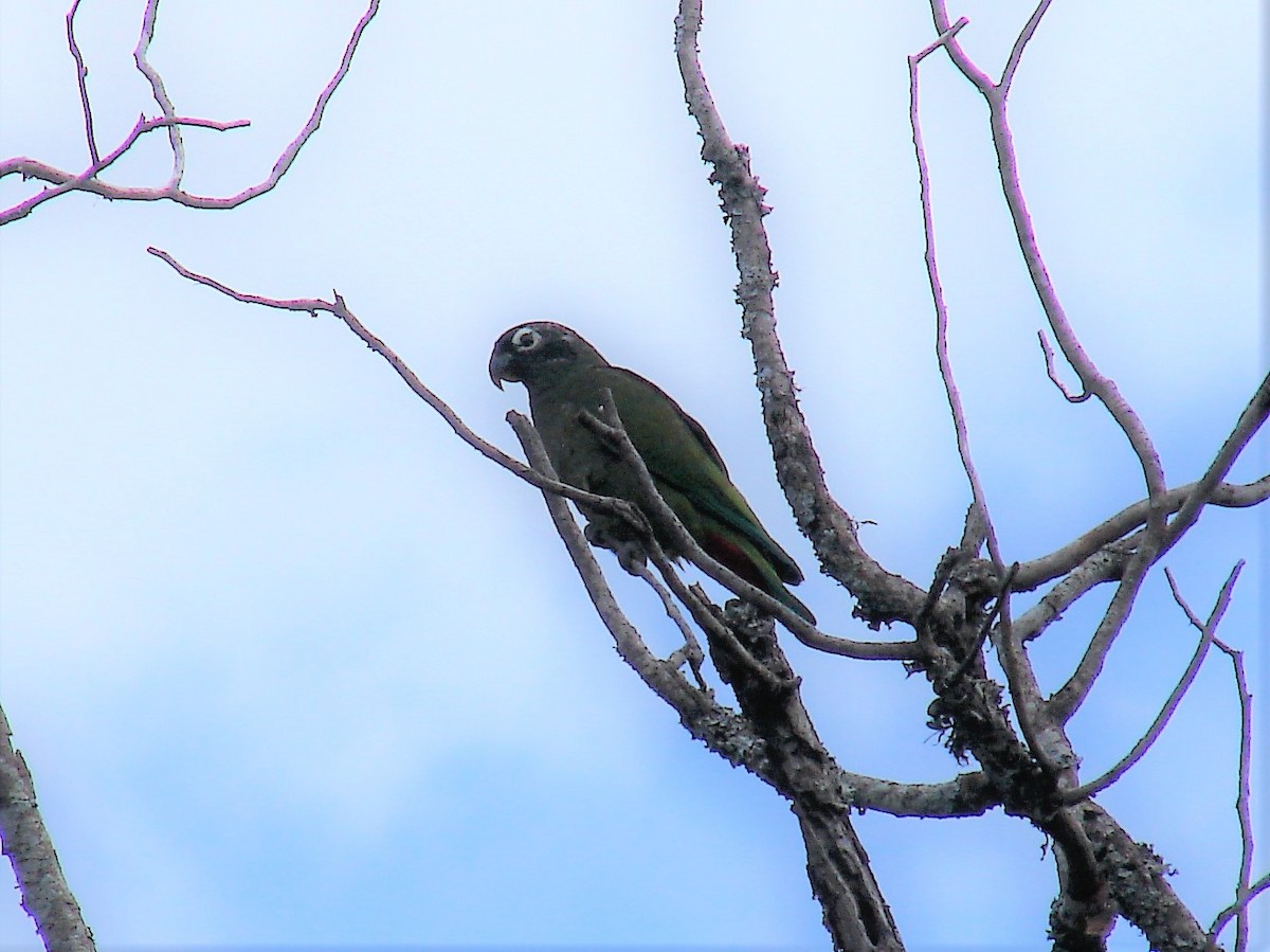 Scaly-headed Parrot - ML286379781