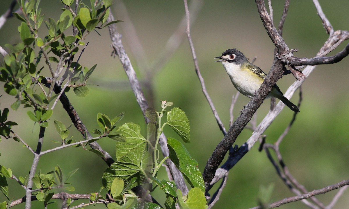 Black-capped Vireo - Cameron Rutt