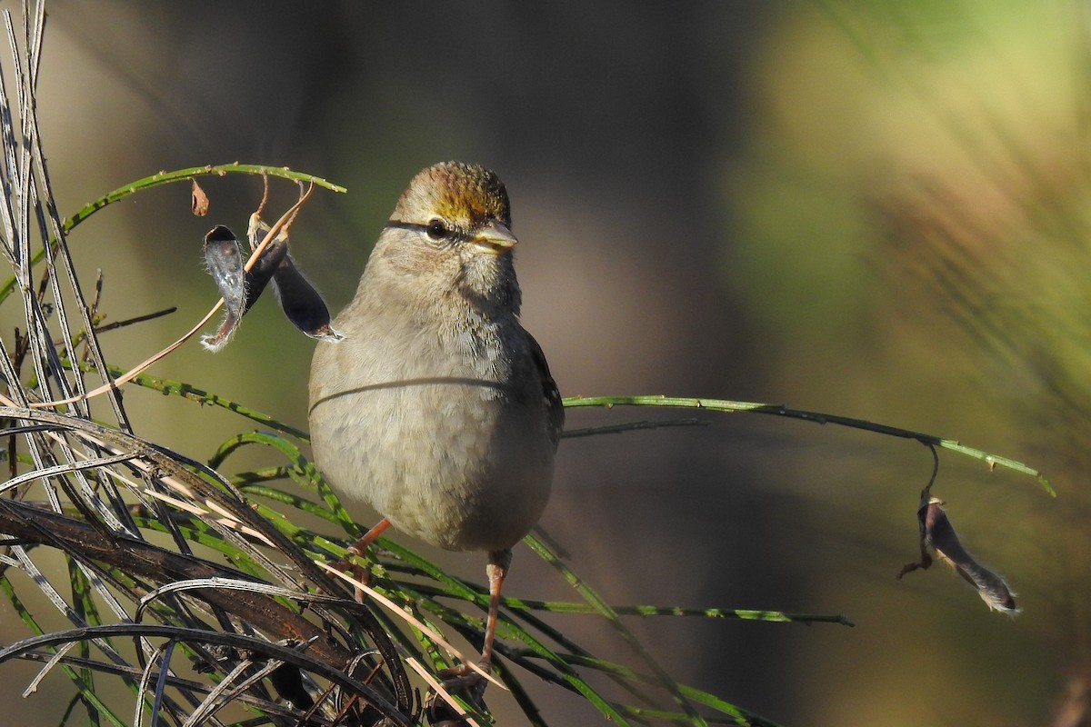 Golden-crowned Sparrow - ML286381061