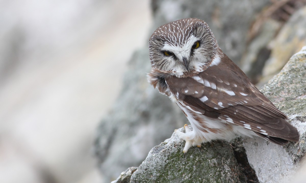Northern Saw-whet Owl - Cameron Rutt