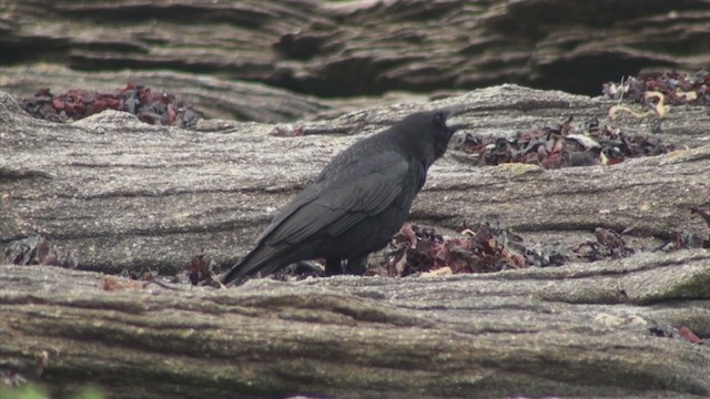 Carrion Crow - ML286383431