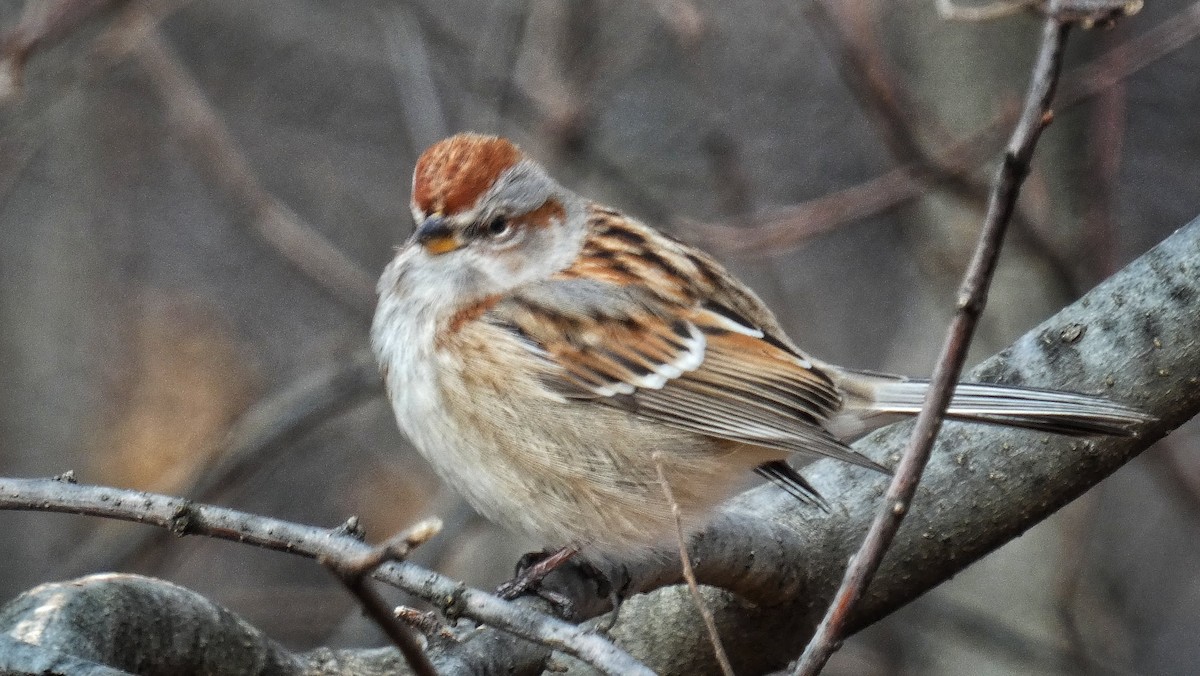 American Tree Sparrow - ML286383471
