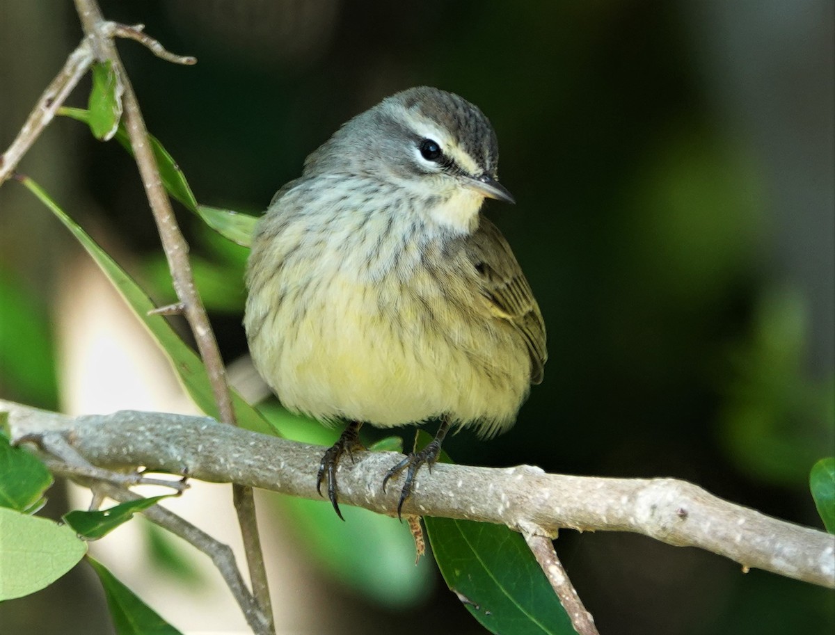 Palm Warbler - ML286385441