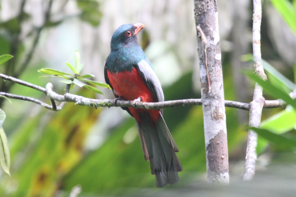 Slaty-tailed Trogon - ML286385851