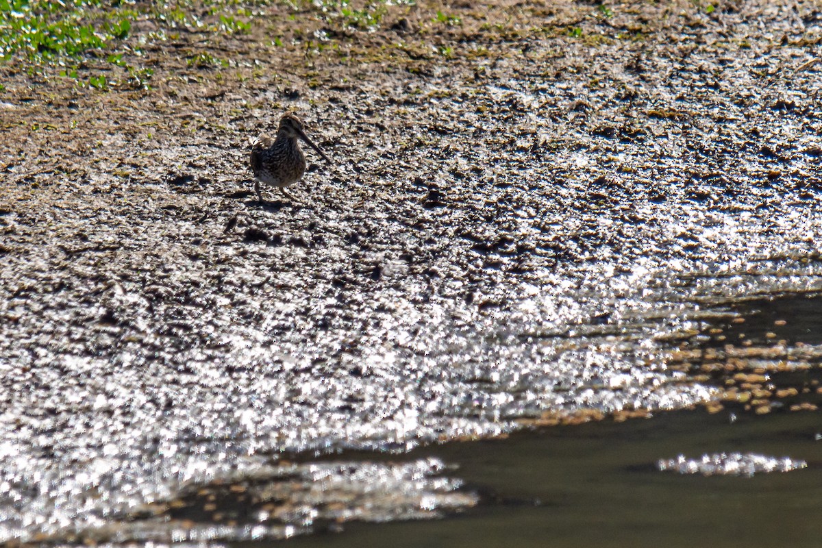 Pantanal Snipe - ML286387171