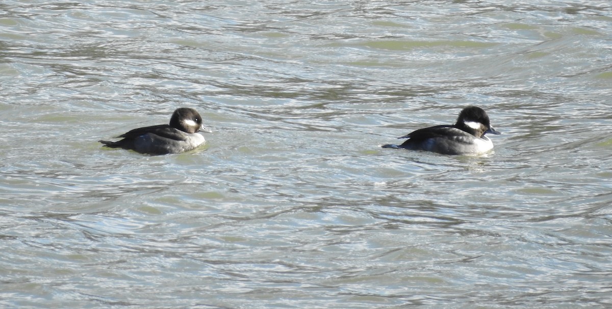 Bufflehead - ML286387331